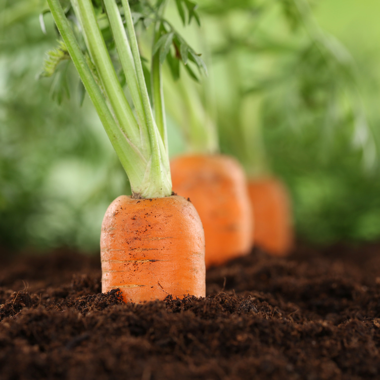 Fresh carrots in vegetable garden